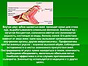 Внутри двух зубов ядовитых змей проходит канал для стока яда,