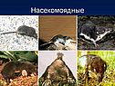 Насекомоядные