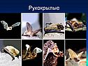Рукокрылые