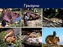 Грызуны