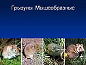 Грызуны