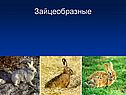 Зайцеобразные