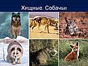 Хищные