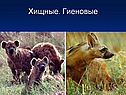 Хищные
