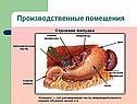 Биология 8 класс пищеварение