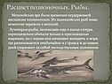 Расцвет позвоночных