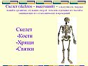 Скелет (skeletos – высохший) – совокупность твёрдых тканей