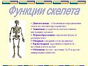 Функции скелета