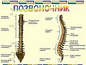 Позвоночник