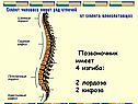 Позвоночник имеет 4 изгиба