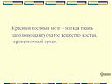 Красный костный мозг – мягкая ткань