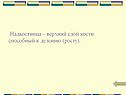 Надкостница – верхний слой кости