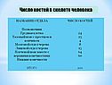 Число костей в скелете человека