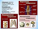 Биология «Скелет»