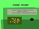 Размеры бактерий