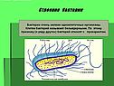 Строение бактерии