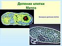 Биология деление клетки