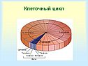 Клеточный цикл
