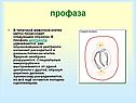 Профаза