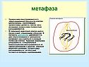 Метафаза