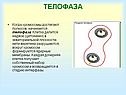 Телофаза