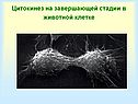 Цитокинез на завершающей стадии в животной клетке