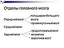 Отделы головного мозга