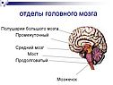 Отделы головного мозга