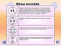 Фазы митоза