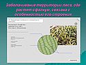 Заболачивание территории леса, где растет сфагнум