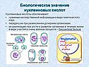 Биологическое значение нуклеиновых кислот
