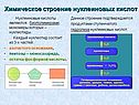 Химическое строение нуклеиновых кислот
