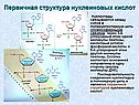 Первичная структура нуклеиновых кислот