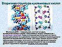 Вторичная структура нуклеиновых кислот