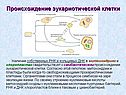 Происхождение эукариотической клетки