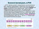 Биологическая роль и-РНК