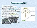 Транспортные РНК