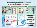 Строение нуклеиновых кислот и их биологическая роль