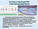 Состав и структура РНК