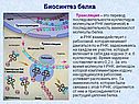 Биосинтез белка