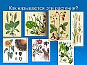 Биология органы цветковых растений