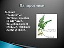 Папоротники