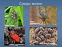 Среды жизни