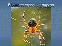 Внешнее строение пауков