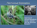 Паутинные бородавки