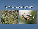 Паутина – ловчий аппарат
