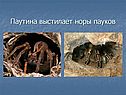 Паутина выстилает норы пауков