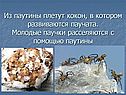 Из паутины плетут кокон, в котором развиваются паучата