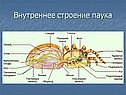 Внутреннее строение паука