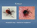Клещи